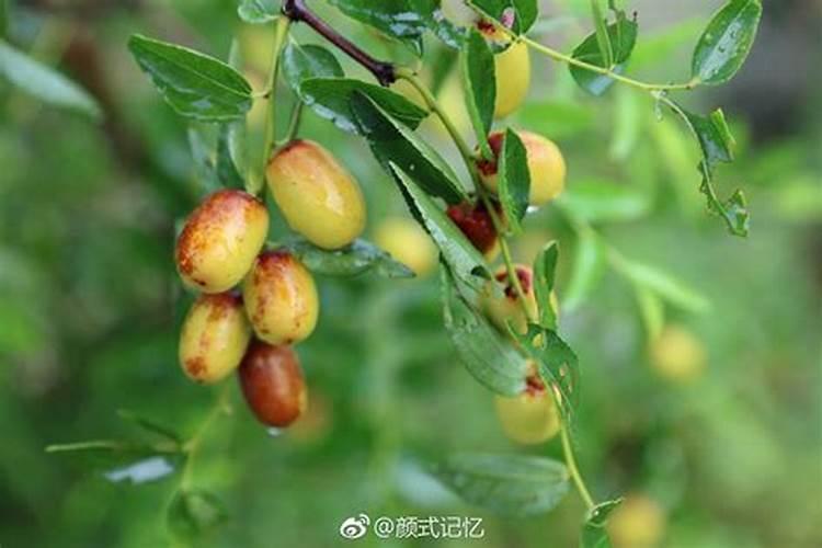 金昌一号…座果难打什么药呢