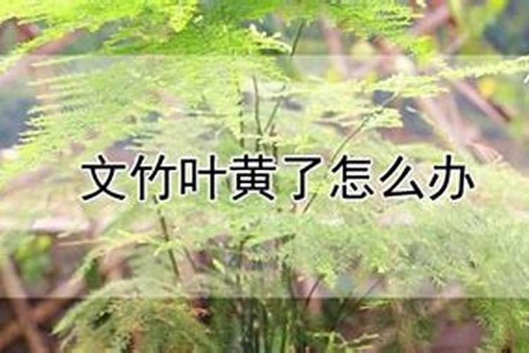 竹叶发黄是什么原因
