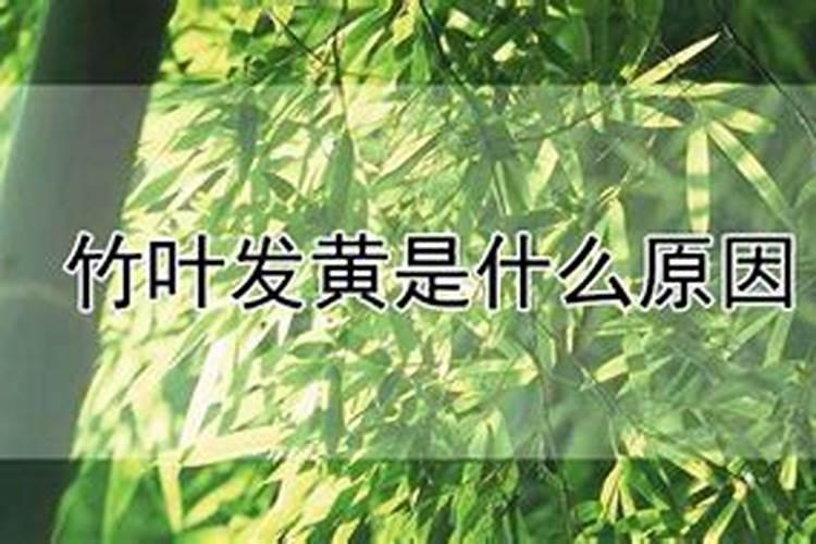 罗汉竹叶子有点发黄怎么办