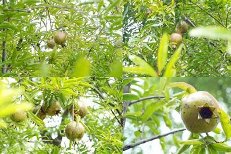 番石榴施什么肥更甜爽 想要番石榴甜爽要施什么肥
