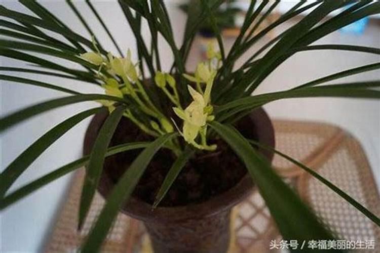 兰花出花苞后该如何浇水和施肥,怎么养护