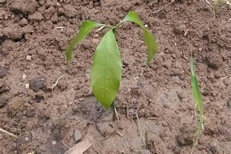 果树苗定植多久上肥果树苗定植几天后施肥最佳