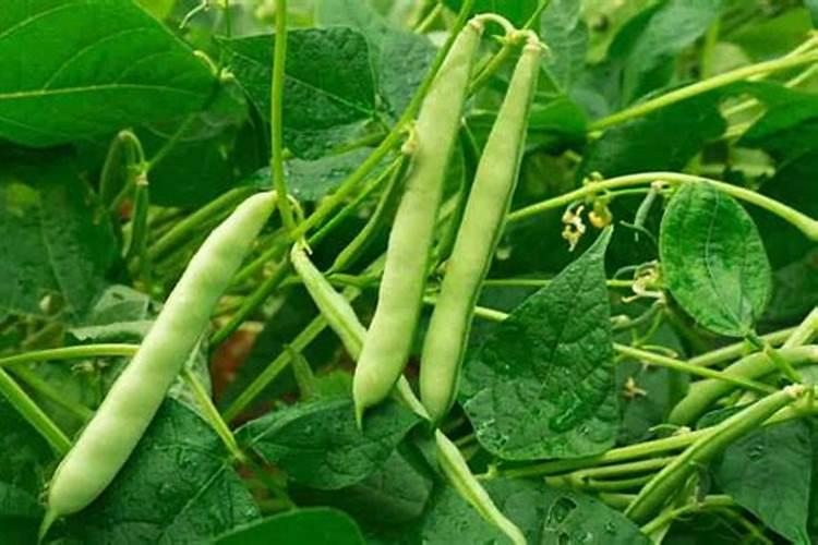 菜豆树的养殖方法和注意事项