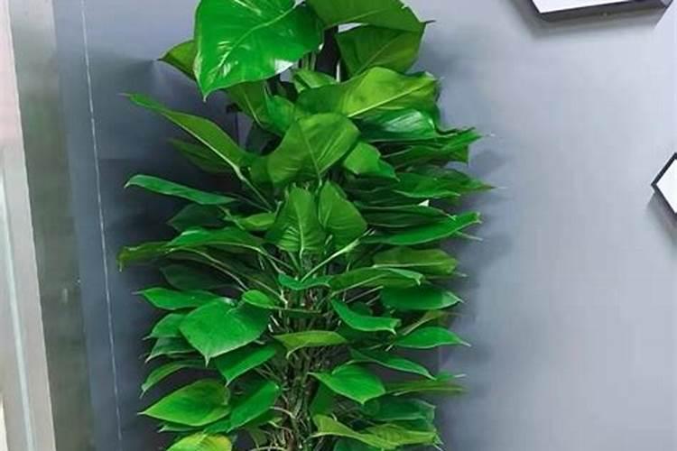 绿萝最好的肥料是啥