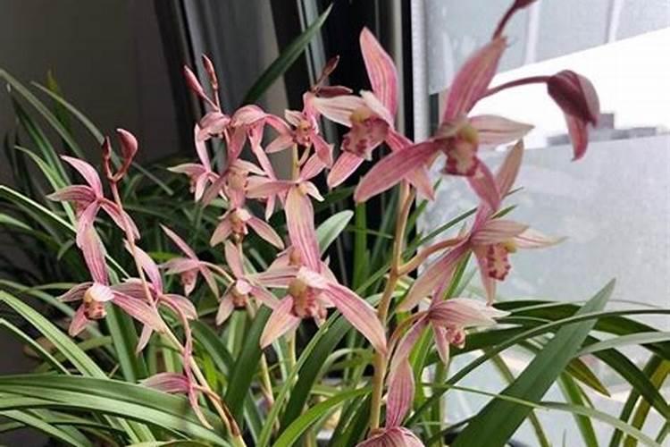 建兰什么时候开花,养殖方法是怎样的？