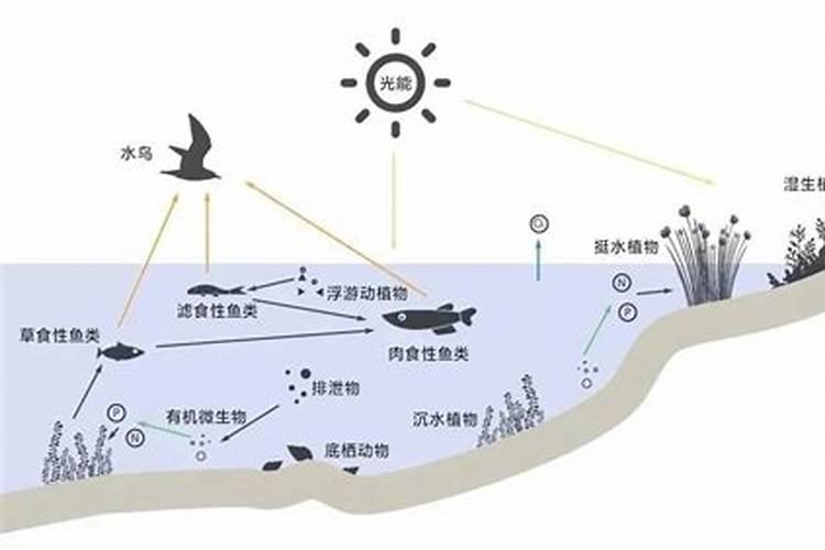 甘蓝用什么水溶肥料好？