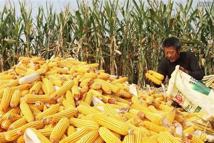 红四方玉米专用复合肥多少钱一吨？