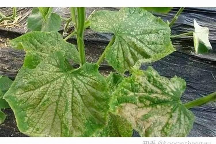 植物缺钙,怎么补救？