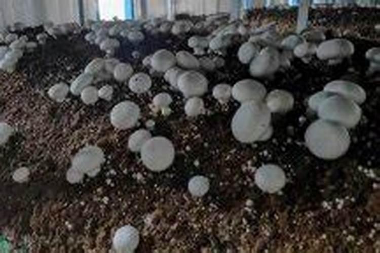 双孢菇一亩地能产多少斤