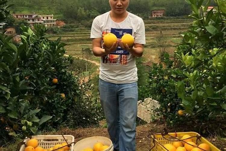 脐橙着色期喷芸苔素会裂果吗