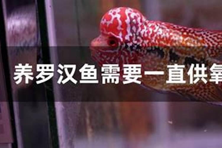 鱼塘如何快速肥水