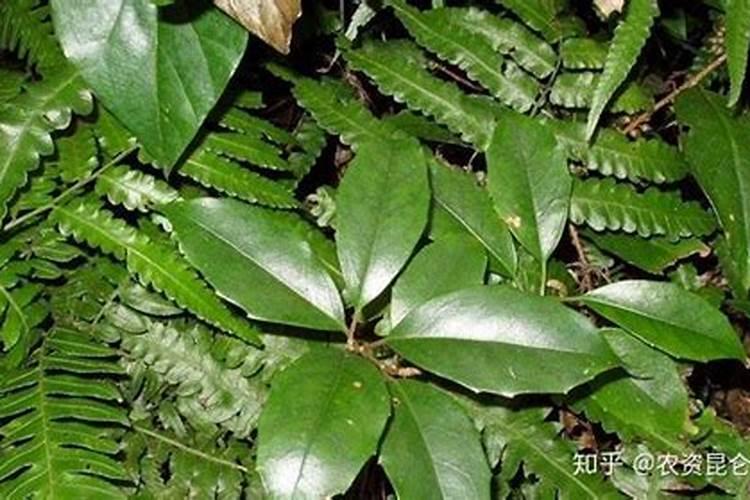 ﻿五味子的田间施肥技术