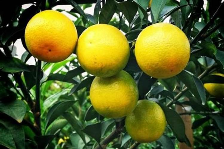 沃柑用什么肥料最好