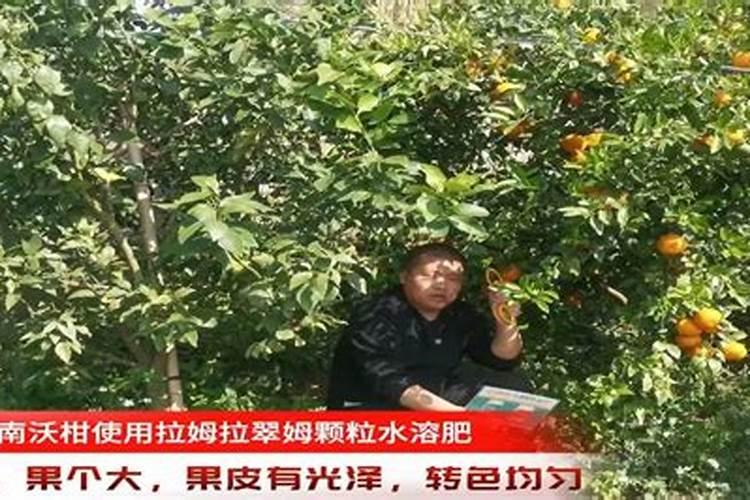沃柑施什么肥最甜