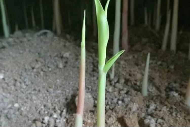 种生姜用什肥料做追肥好