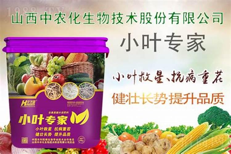 小叶绿萝怎么养成大叶绿萝 小叶绿萝养成大叶绿萝的技巧