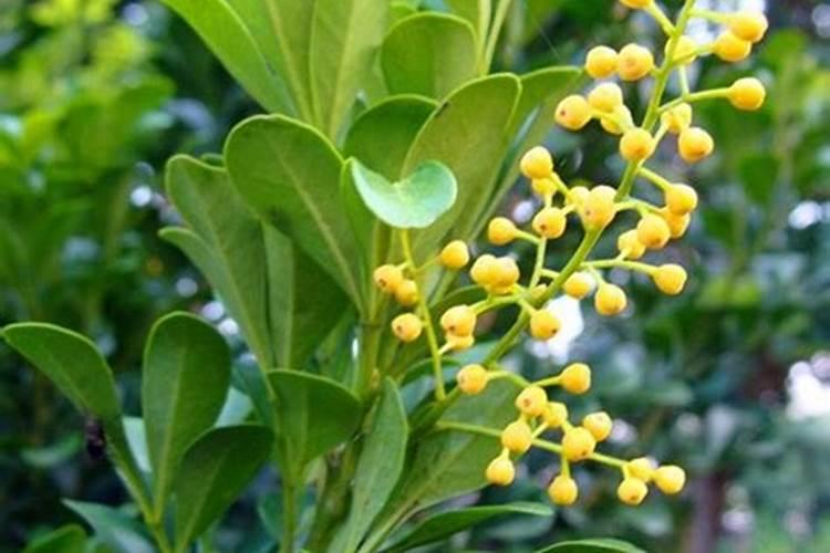 米兰花花期怎么施肥