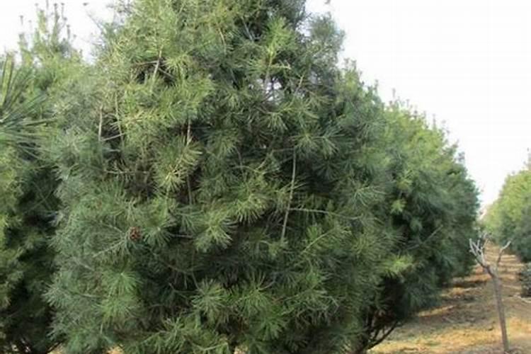 大棵白皮松移植后如何管理？白