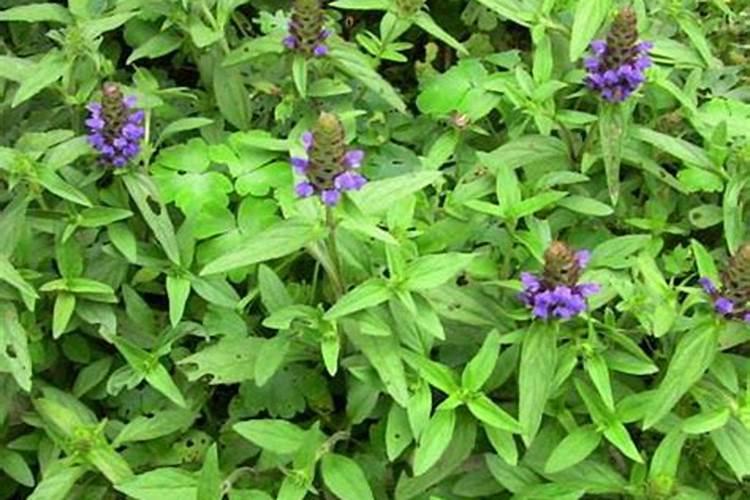 夏枯草怎么种植
