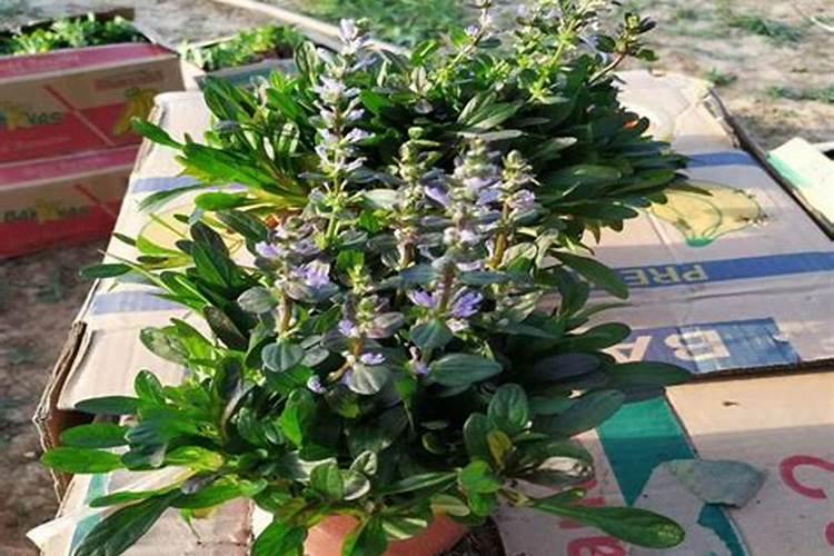 夏枯草的养殖方法