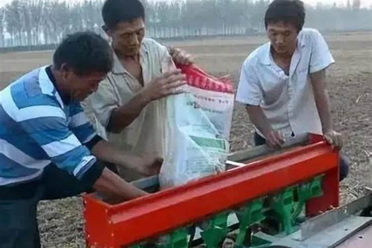 桂花树什么时候施肥