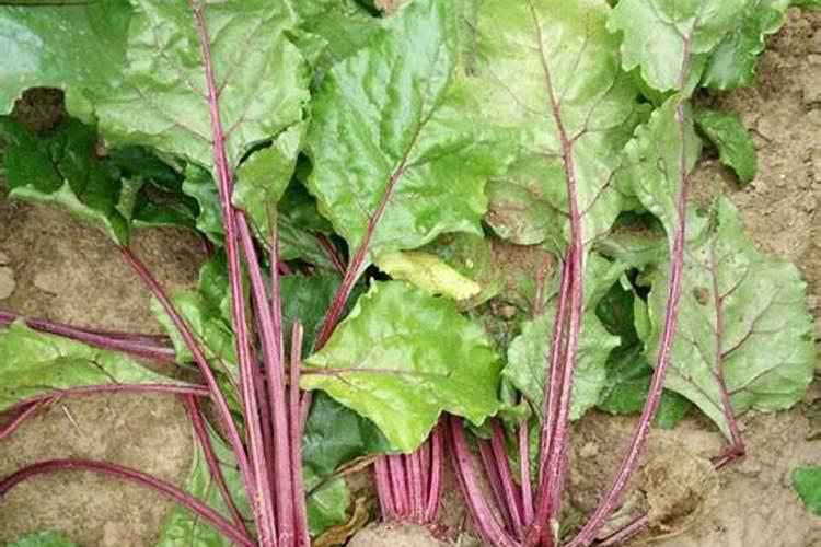 甜菜叶面施肥应把握哪些要点？