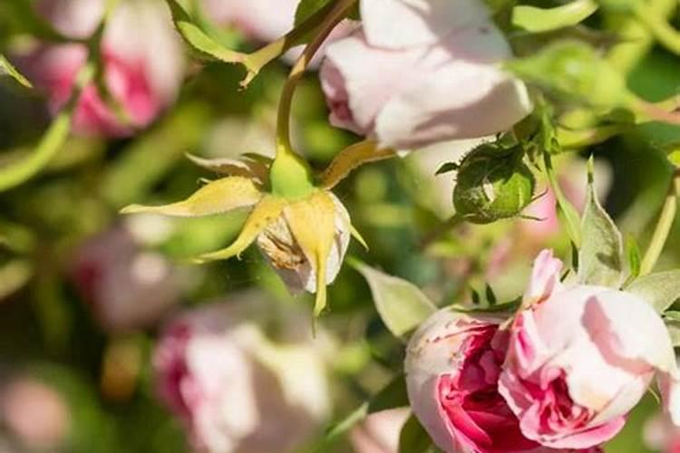 月季花掉花苞怎么回事 解决的方法是什么