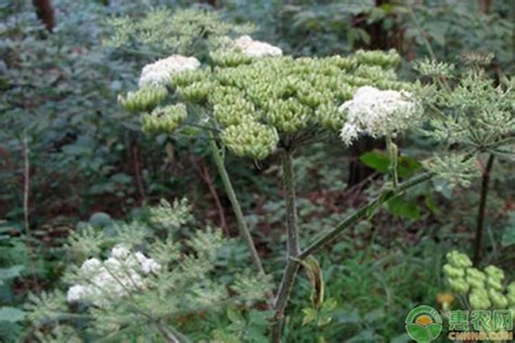 白花前胡怎么养