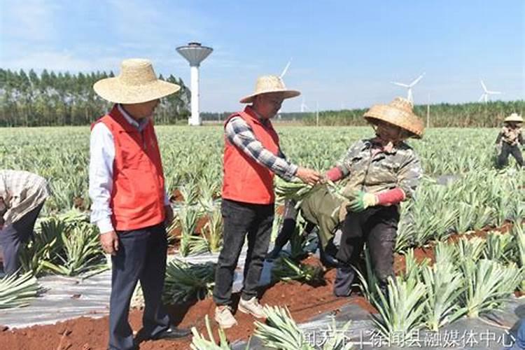 台湾种植莲雾的生物液体肥配方