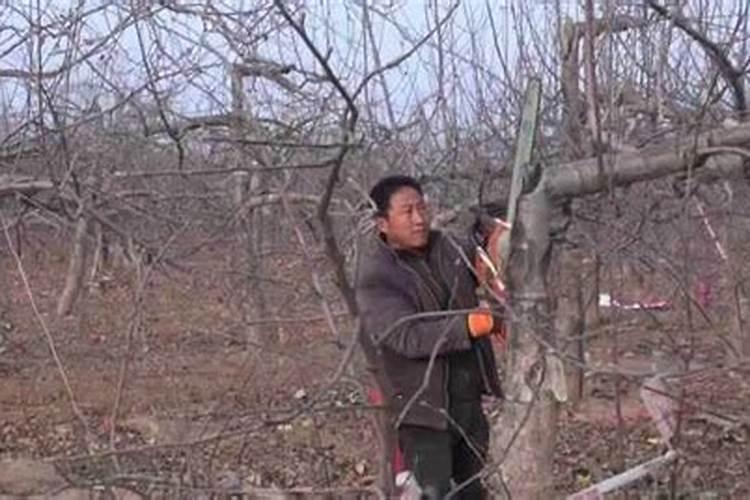 苹果树花期什么时修打拉长刻？