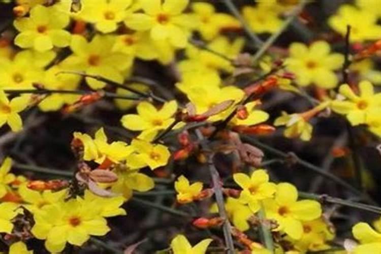 迎春花土里应加什么肥料