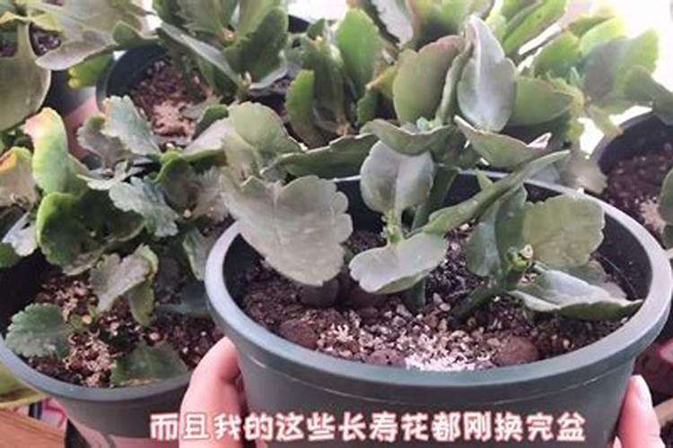 绣球花修剪后施什么肥