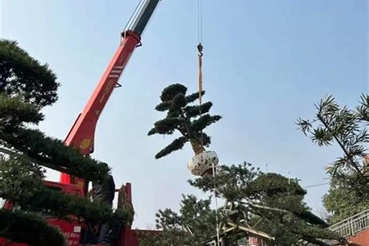 长寿花修剪后,能长出新叶子吗？