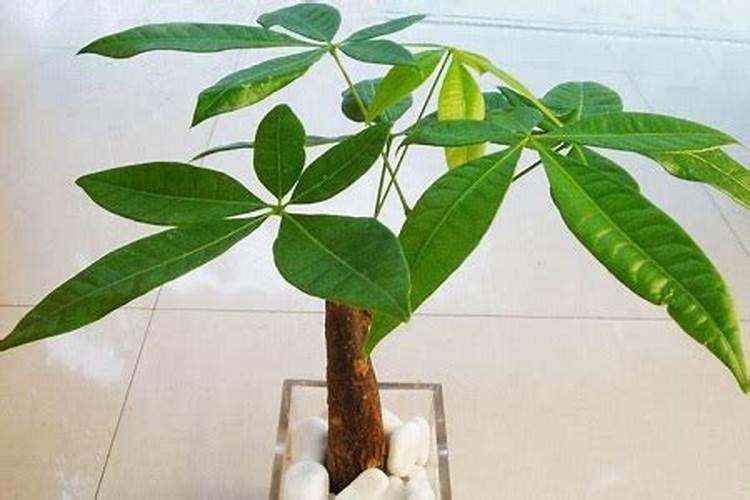 玫瑰修剪后多久施肥