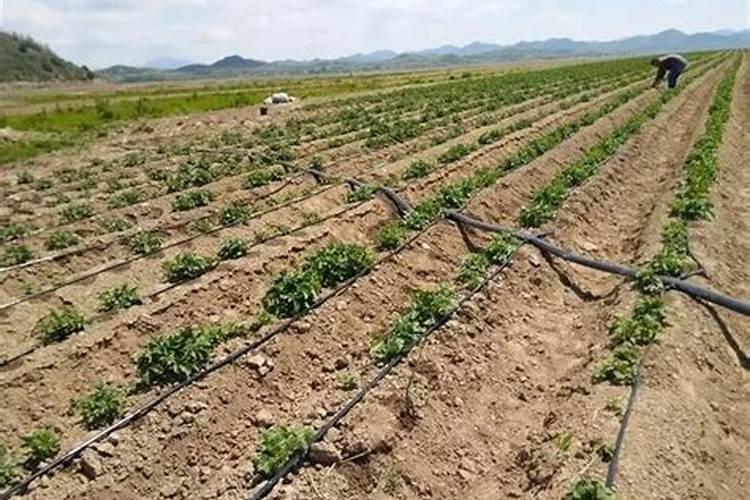 酶解鱼蛋白跟中微量元素能一起冲施吗？