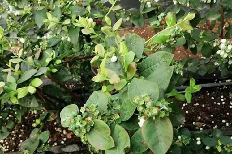 蓝莓坐果期施什么肥料