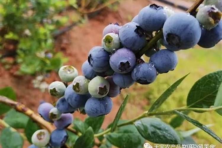 蓝莓用什么肥料最好