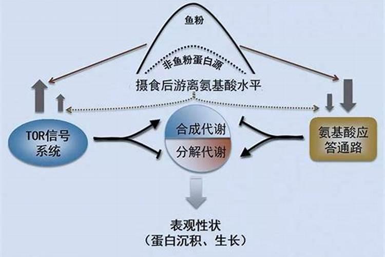 如何给蝴蝶兰喷叶面肥
