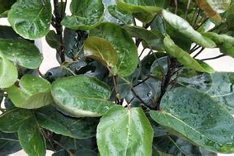 种植辣椒在结果期,该怎样科学施肥？