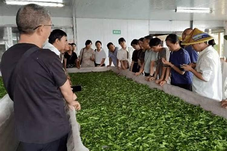 茶叶施磷肥选什么肥 茶叶施磷肥选哪种肥