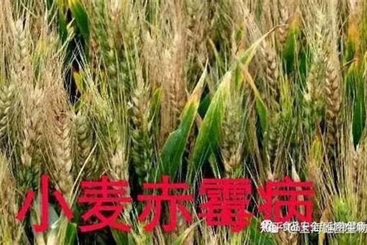 小麦一喷三防的配方药