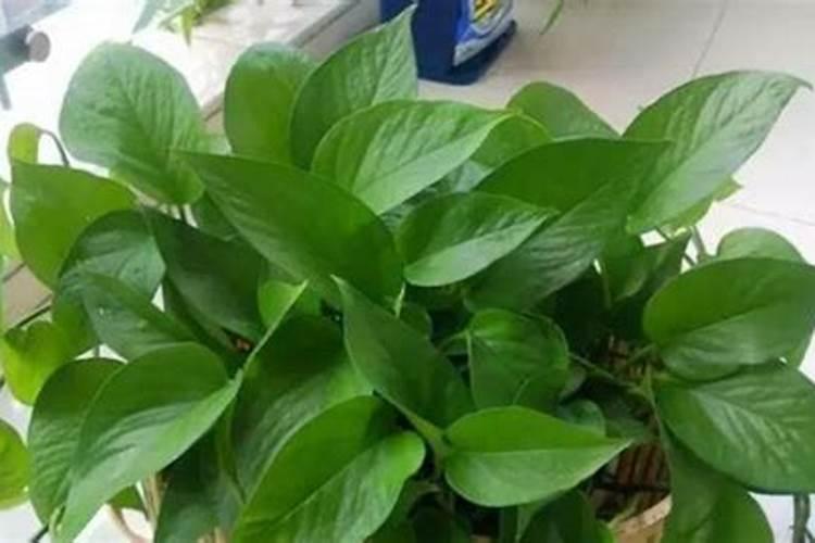 水培绿萝用什么肥料长得快
