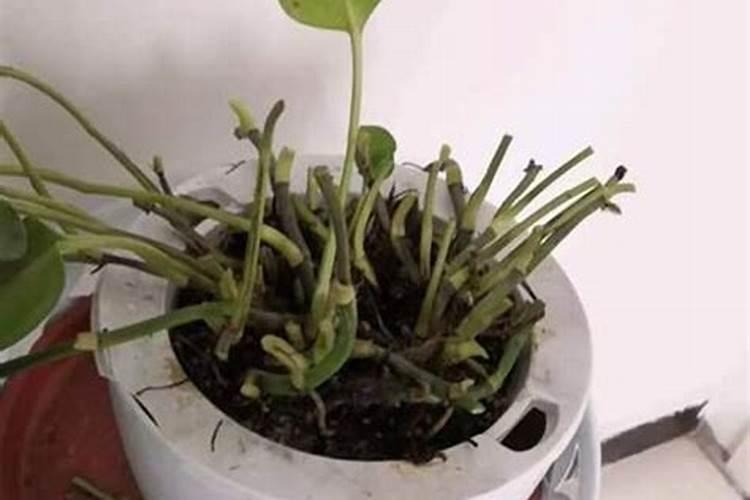 绿萝需要什么肥料才能更旺盛