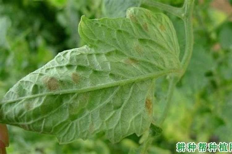 请问专家这西红柿的叶片什么病