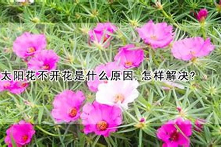 太阳花不开花花苞就蔫了
