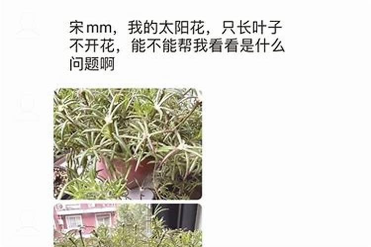 太阳花只长叶子不开花原因及处理方法