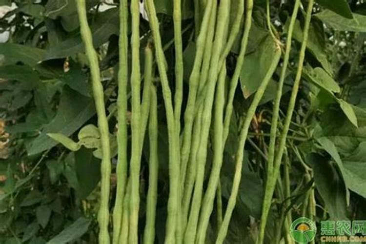 豆角施肥时间及方法 豆角施肥正确方法
