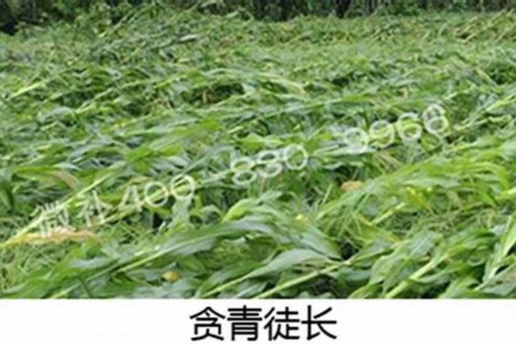 晶体钾肥好还是红钾好