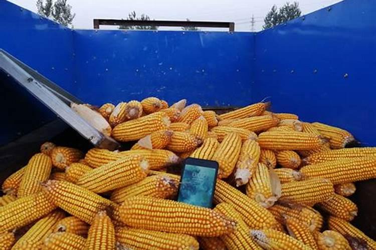住商肥料玉米专用肥价格多少