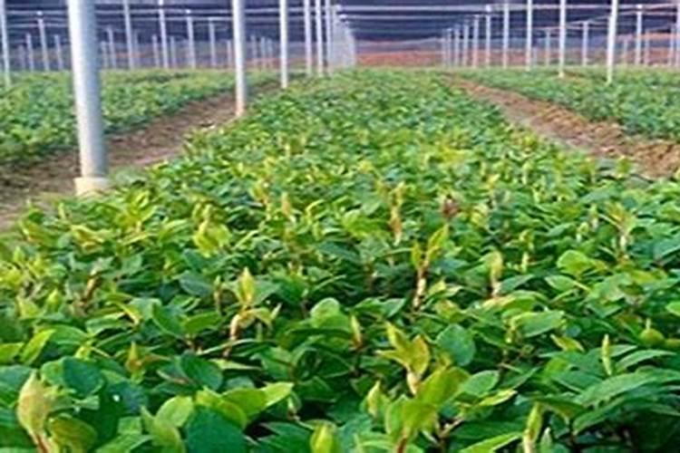 油茶树施什么肥比较好